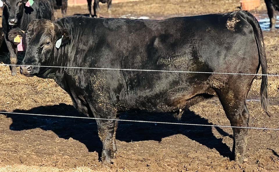 100 Head Fullblood Wagyu Steers